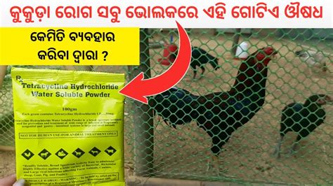 How To Use Tetracycline Powder In Poultry Farm YouTube