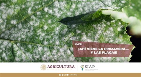 ¡ahí Viene La Primavera Y Las Plagas Servicio De Información Agroalimentaria Y Pesquera