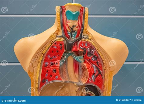 Human Respiratory System Model Labeled