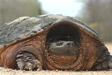 Sights & Sounds of Northern Michigan: Snapping Turtle! - Northern ...