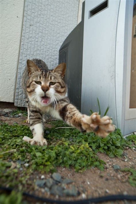 50 Fotos De La Isla Cielo De Los Gatos En Japon Las Mejores Gato