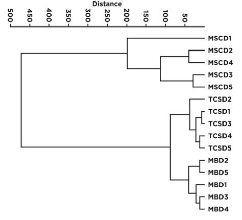 Dendrogram Obtained In The Cluster Analysis With Analytical Results Of