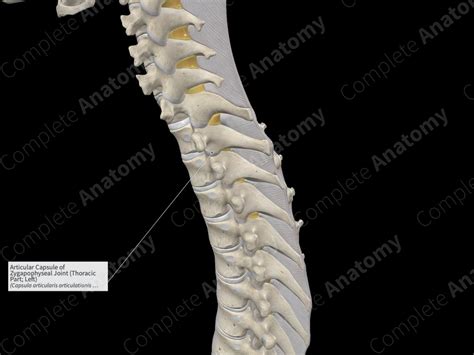 Articular Capsule of Zygapophyseal Joint (Thoracic Part; Right ...