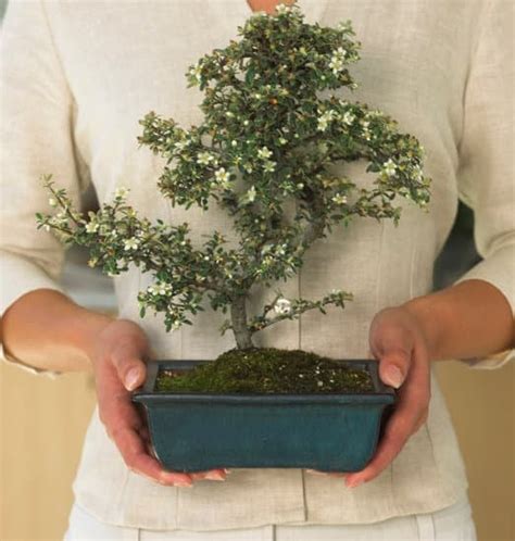 Quando E Come Potare Il Bonsai Ficus Mondo Bonsai