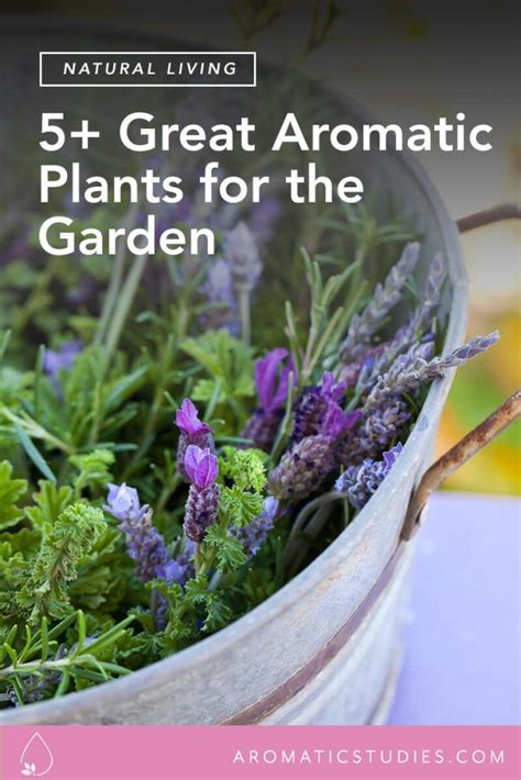 Fragrant Plants For An Aromatic Garden Via