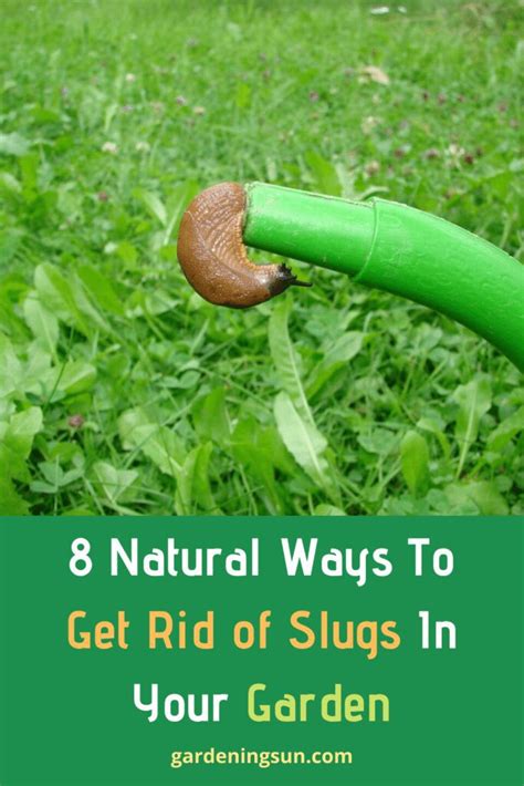 8 Natural Ways To Get Rid Of Slugs In Your Garden Gardening Sun