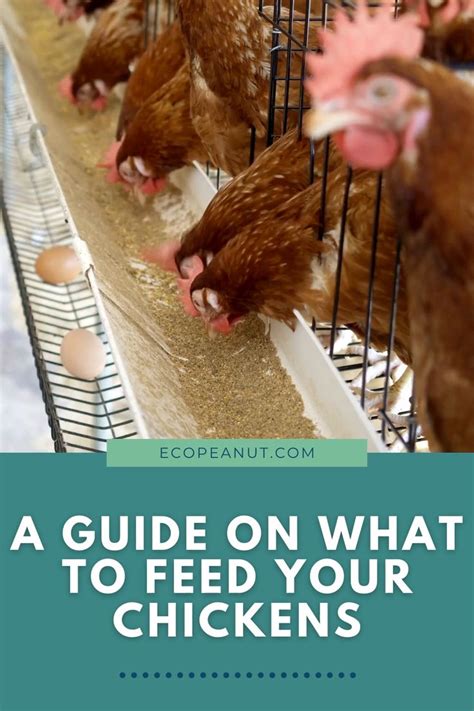 Best Chicken Feed 7 Organic Brands For Laying Hens Reviewed Eco Peanut Video Video