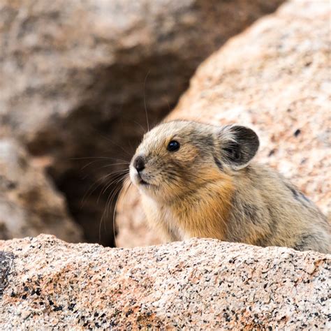 About Colorado Pika Project