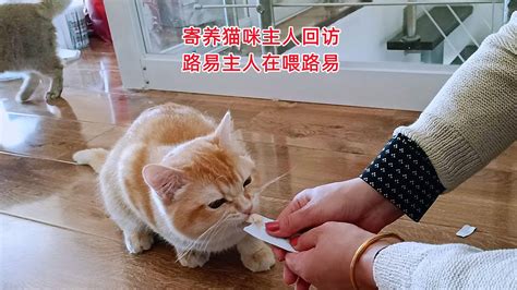 寄养猫咪主人带一堆美食来喂猫，寄养猫咪见主人来了，吃得特开心 Youtube