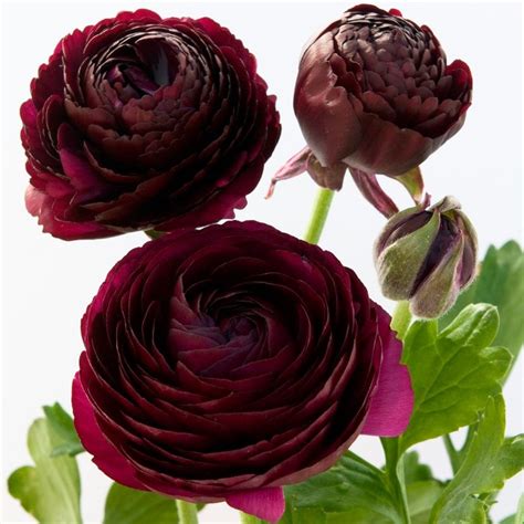 Buy Ranunculus Bulbs Ranunculus Purple Heart Delivery By Waitrose Garden