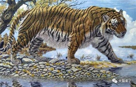 Organism of the week, the Caspian tiger (panthera tigris tigris). The ...