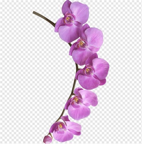 Flower Brochure Flower Purple Violet Plant Stem Png PNGWing