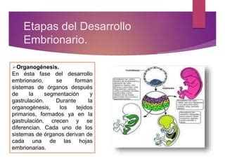 Desarrollo Embrionario PPT