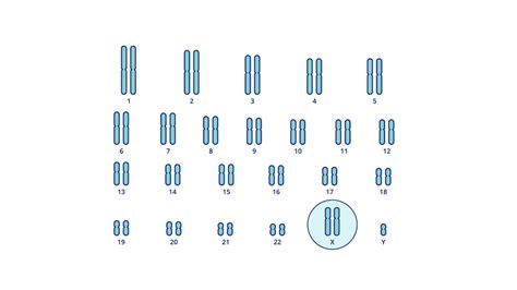 Aneuploidías De Cromosomas Sexuales Nipt By Geneplanet