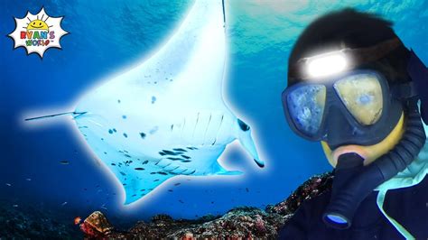 Ryan Swims With Manta Ray In Hawaii For The First Time Youtube