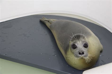 Rescued Caspian Seal Was Released Into The Sea Caspian Seals Research