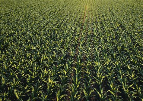 Drone Pov Of Corn Maize Field Stock Photo - Image of drone, cultivated ...