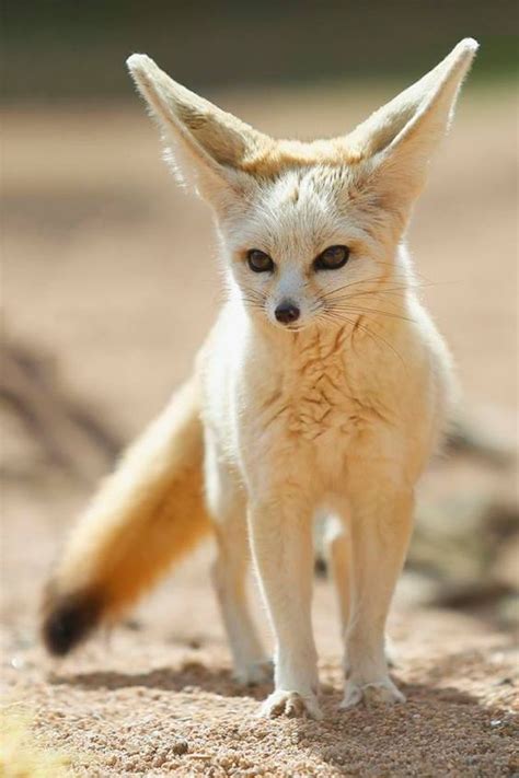 The Fennec Fox Or Fennec Vulpes Zerda Is A Small Nocturnal Fox Found