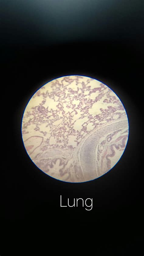 Solution Histology Slides Studypool