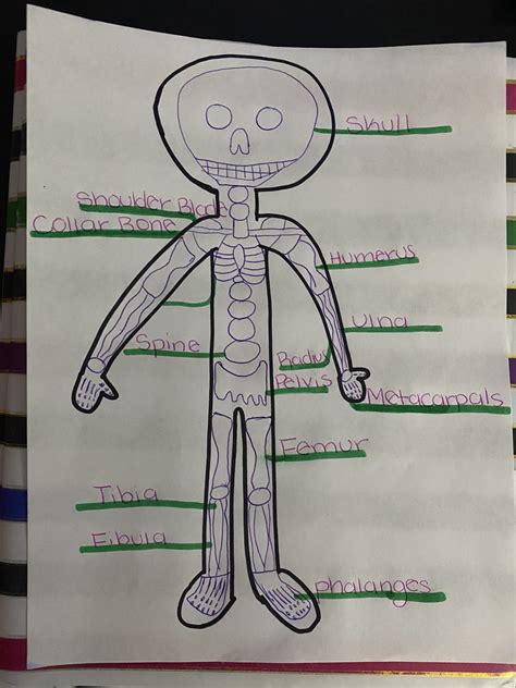 skeleton anatomy project lesly rodriguez