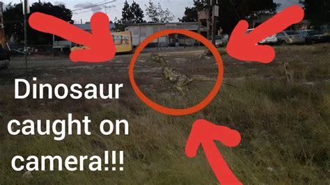 Dinosaur Caught On Camera In 2022 Totally Not Clickbait Cintron