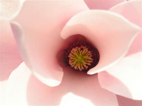 Fotos gratis naturaleza flor blanco pétalo rosado de cerca