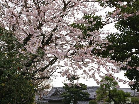 本覚寺の桜とカイドウ 今日の鎌倉