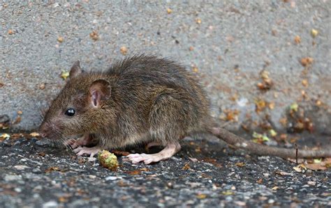 Rat Control Exclusion Services In The San Francisco Bay Area