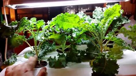 How To Hydroponics Easy Kale Complete Guide And Grow Organically In A Hydroponic System Youtube