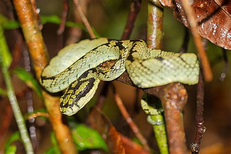 Green Pit Viper Of Sri Lankas Sinharaja National Park Rainforest Photo