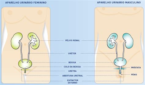 Como funciona a bexiga e o sistema urinário