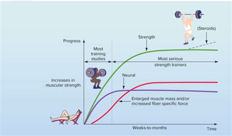 Exphys Chapter Resistance Adaptations Notes Flashcards Quizlet