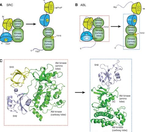 Sh2 Domains Regulate Tyrosine Kinase Activation A In The