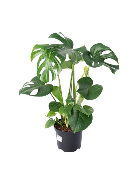 Fingerphilodendron Monstera Deliciosa H Cm Cm Potte Plantorama