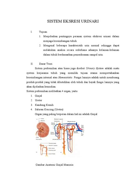 Pdf Sistem Eksresi Urinari Anfisman Dokumen Tips