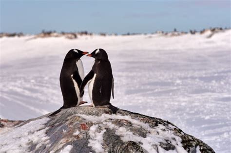 Extinct Penguin Species You Never Knew Once Existed