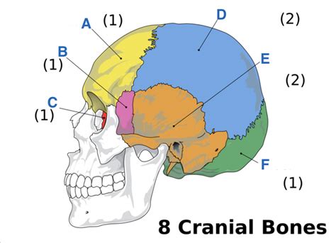 Cranial Bones Diagram Quizlet