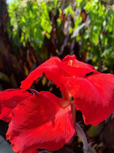 Ns Screaming Red Blossoms Of Canna Bring Some Sizzle To The Garden