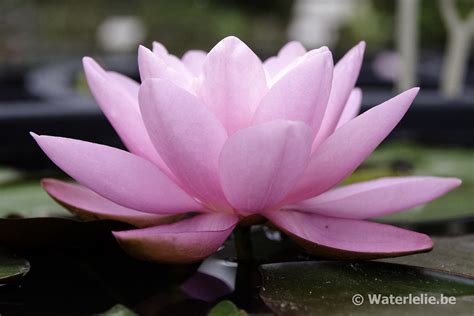 Nymphaea Norma Gedye Agua Be Waterlelies En Lotus