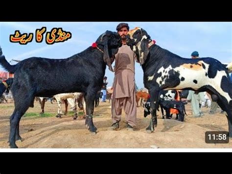 Sahiwal Bakra Mandi Betal Nagra Bareedar Bakrye Naveed Khan Goats Farm