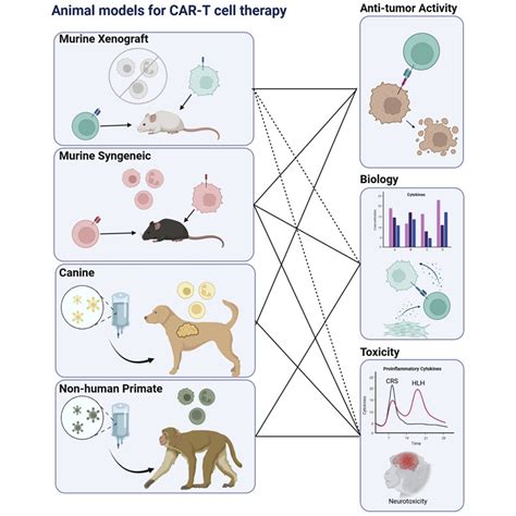 Applying A Clinical Lens To Animal Models Of Car T Cell Therapies