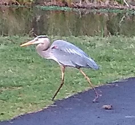 Heron found in Innsbrook : r/VirginiaNature