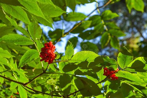 Un Arbusto Con Las Bayas Rojas Del Bosque En Una Rama Con Las Hojas