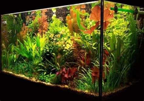 39 Faszinierende Aquarium Einrichtungsbeispiele Und Tipps ZENIDEEN