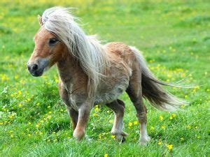 Falabella: Characteristics & Temperament