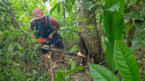 Awas Berbahaya Penebangan Pohon Wadang Bolong Besar Ternyata Sarang