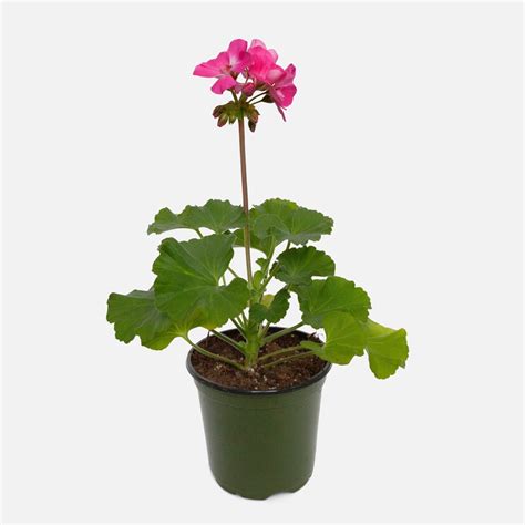 Potted Geranium Pink Spring Planting Delivery NYC Plantshed