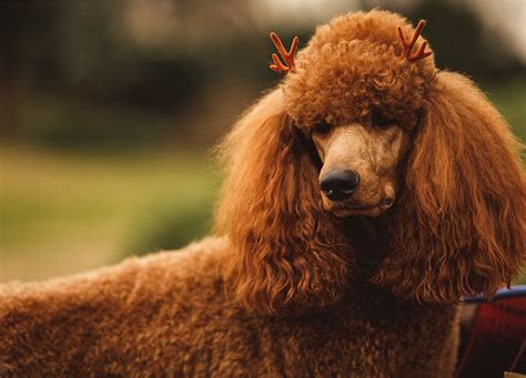The 15 Best Companion Dogs – PureWow