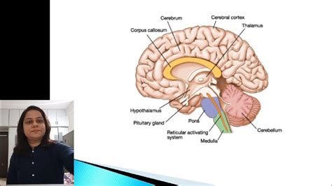 Physiological Basics Of Hypothalamus Youtube