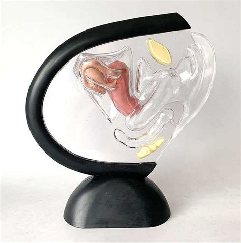 Jual Uterus Transparent Visible Human Vagina Anatomical Female